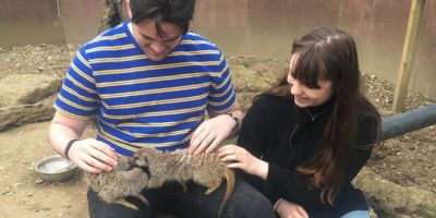 Meet the Meerkats at Bridlington Animal Park 